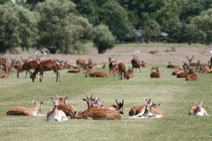 richmond-park